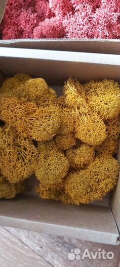 Стабилизированный мох