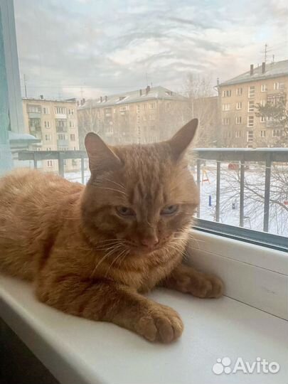 Котик в поисках семьи