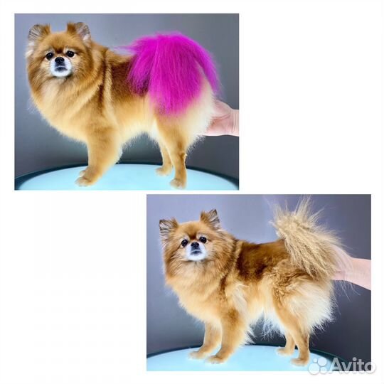 Стрижка Грумер Шпиц Йорк Мальтезе