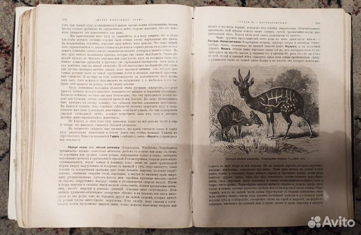 Брэм. Жизнь животных. Том 3. 1900-1910 гг