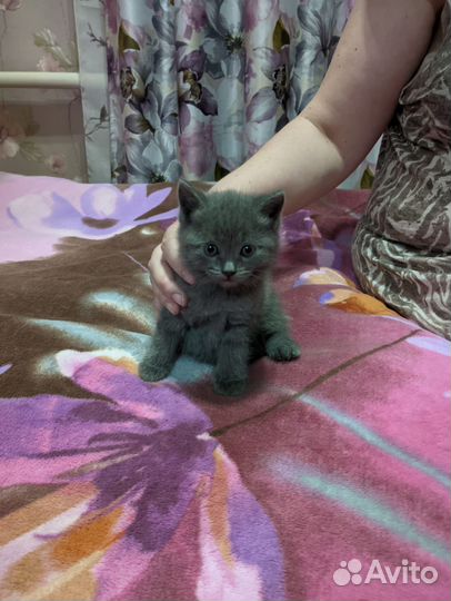 Шотландские котята
