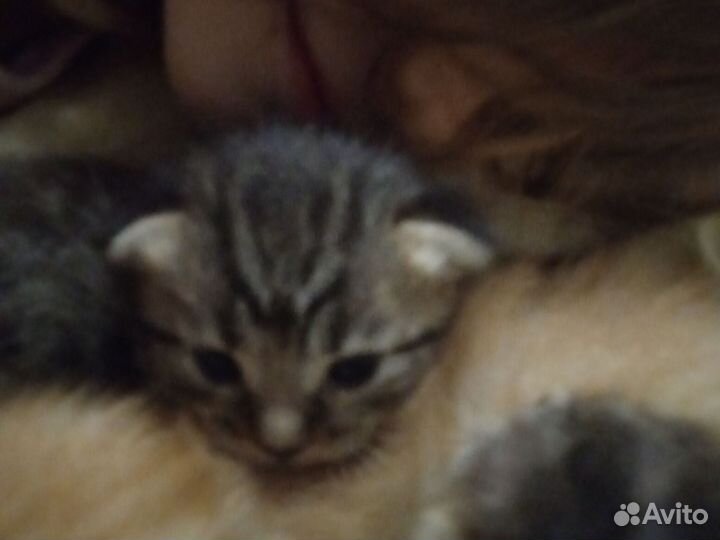 Котята мейкун