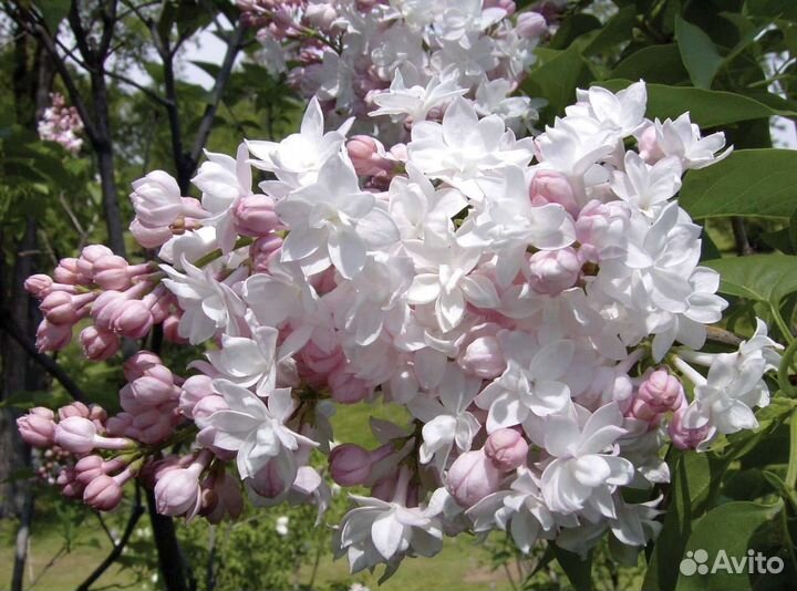 Сирень Красавица Москвы, штамб