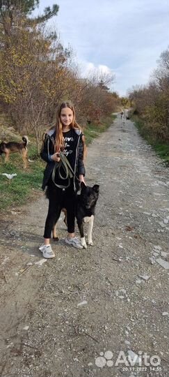 Собака в добрые руки