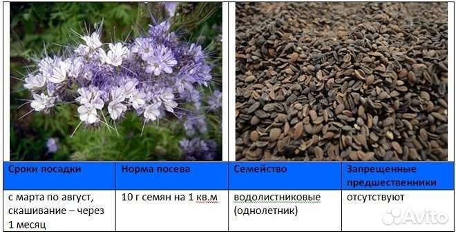 Горчица Фацелия Сидераты