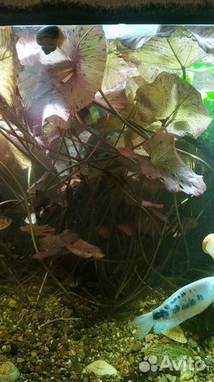 Нимфея тигровая (кувшинка) аквариумная