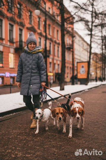 Дрессировка и воспитание собак Кинолог Зоопсихолог