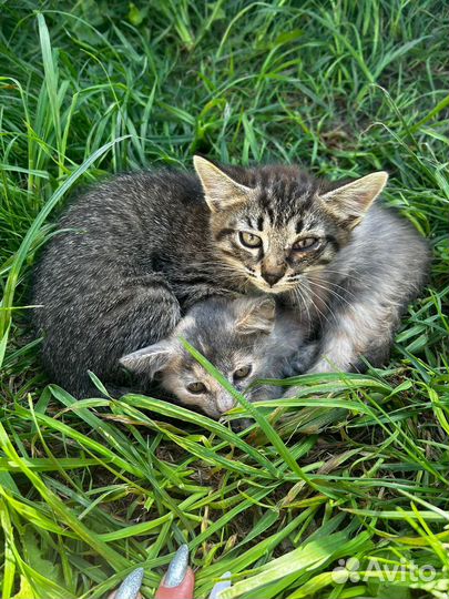 Котята в добрые руки бесплатно