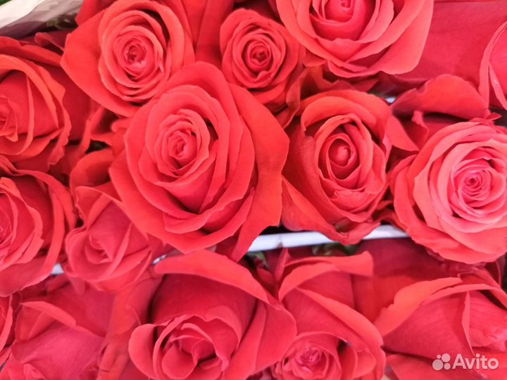 Роза Эквадор