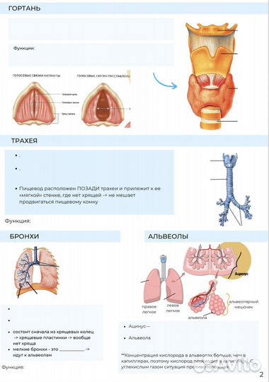 Репетитор по биологии