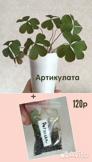 Кислицы(оксалисы) сортовые.Луковки