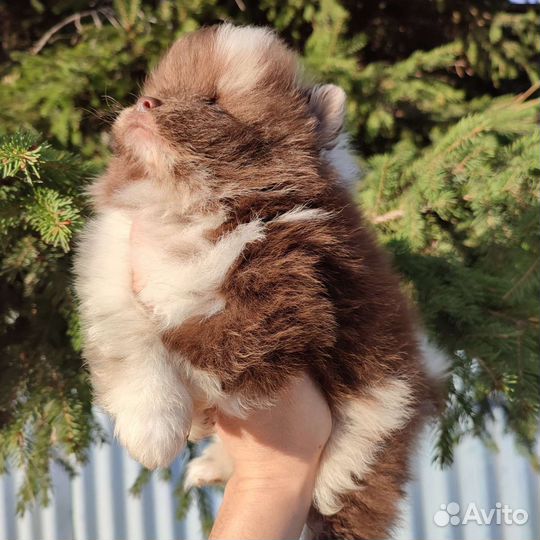 Шпиц