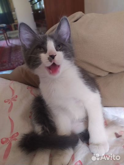 Пушистики в добрые руки