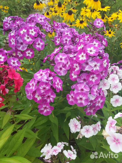 Ромашка, флоксы