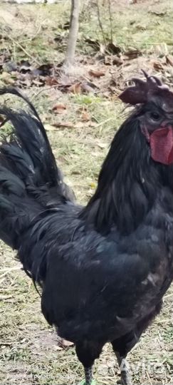 Петухи ухейилюй 6 -7 мес, цыплята, яйцо