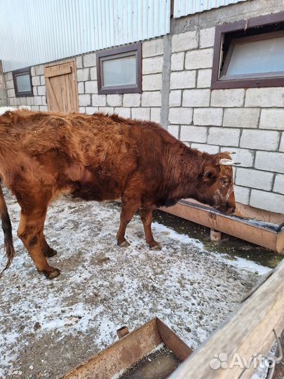 Корова стельная дойная