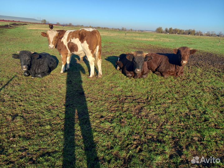 Быки и телки