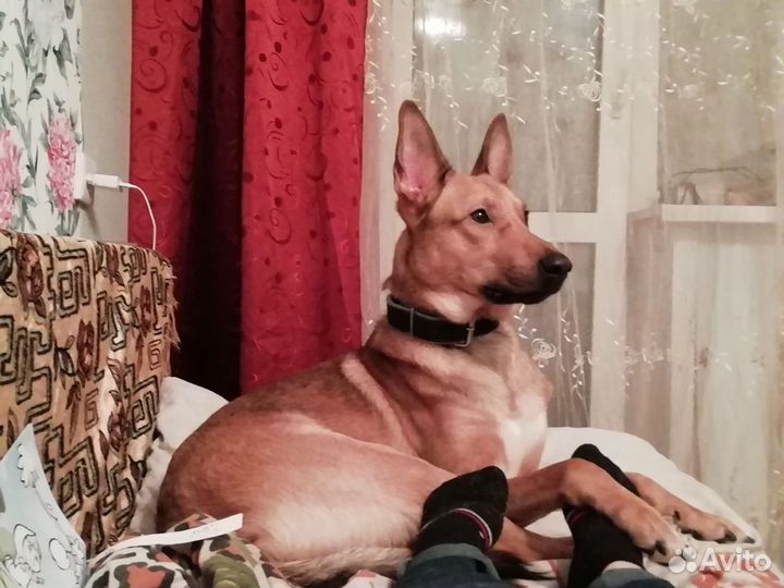 Отдам в добрые руки