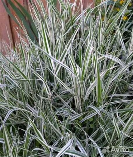 Многолетние растения