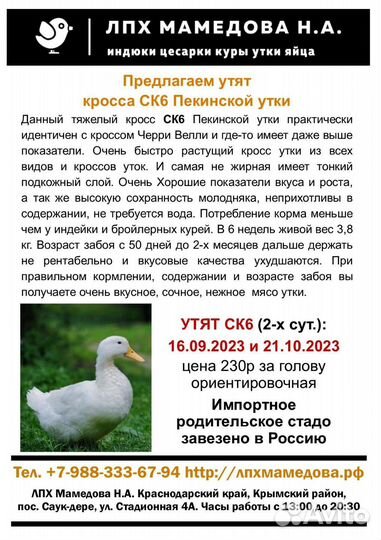 Утята кросс ск6