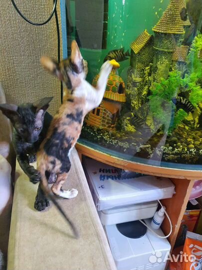 Котята