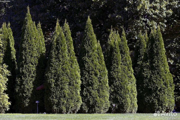 Туя зеленая