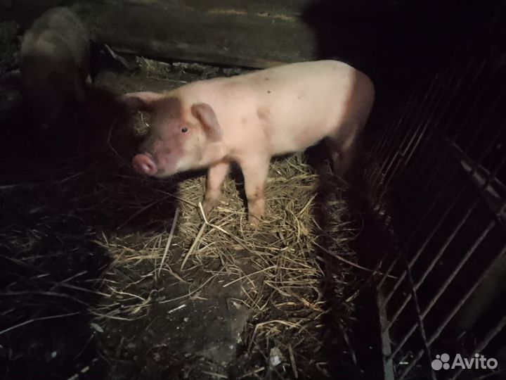 Поросенок ландрас