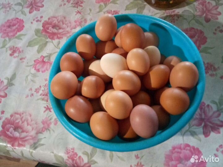 Яицо домашнее
