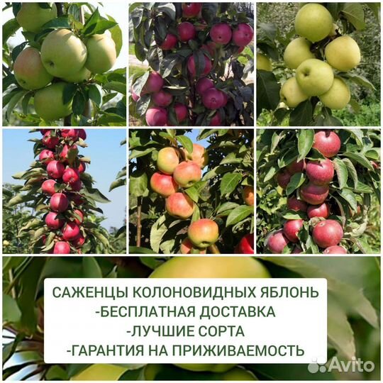 Саженцы плодовых деревьев и кустарников