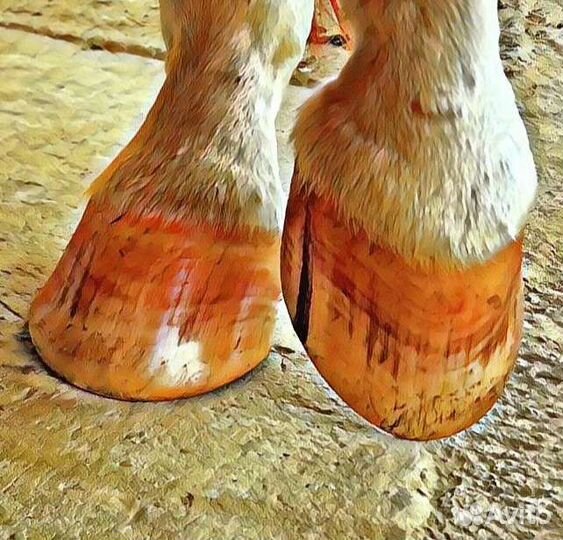 Расчистка копыт (лошади, пони, ослы)