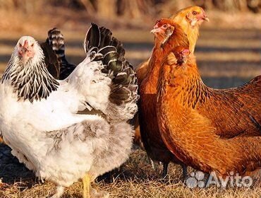 Куры несушки молодки