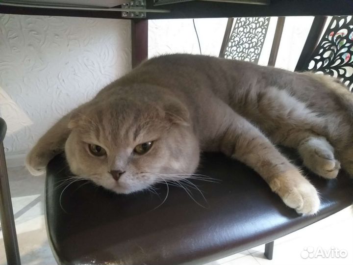 Шотландский кот вязка