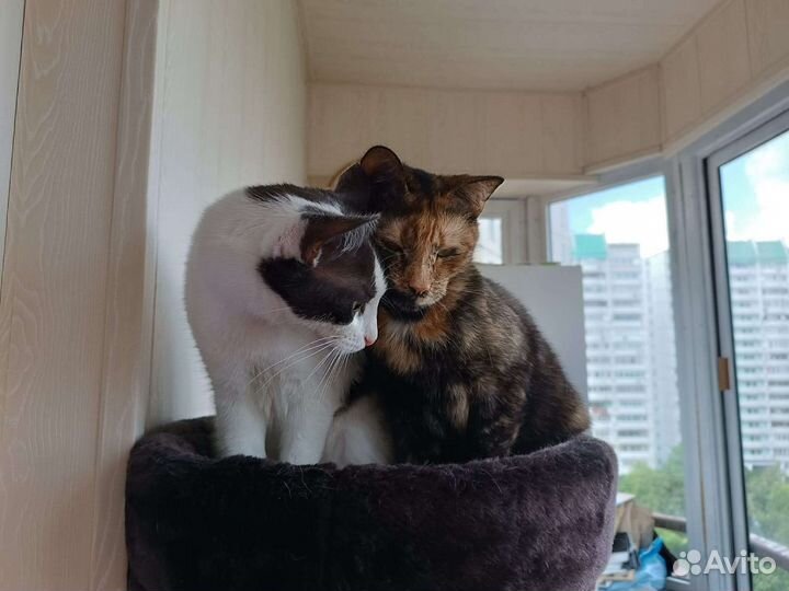 Чудесная девочка подросток в дар