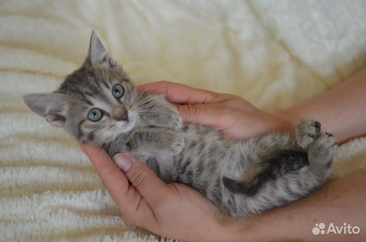 Котенок девочка в добрые руки