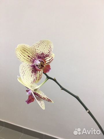 Орхидея фаленопсис ровелла