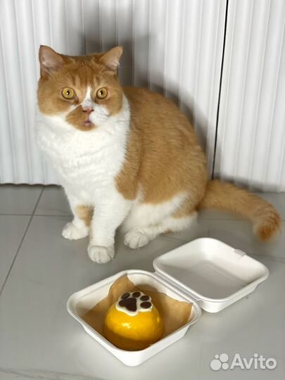 Торты для собак