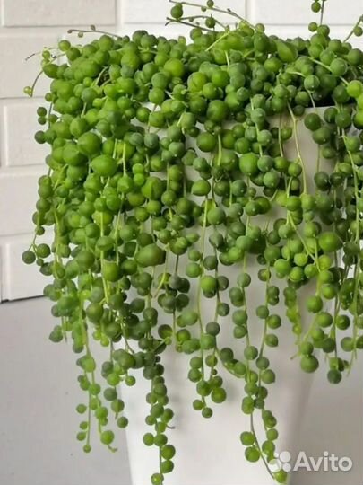 Крестовник роули