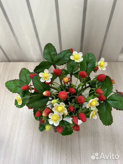 Земляника (цветы) из холодного фарфора