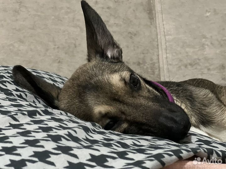 Добрый и отзывчивый пес по кличке 