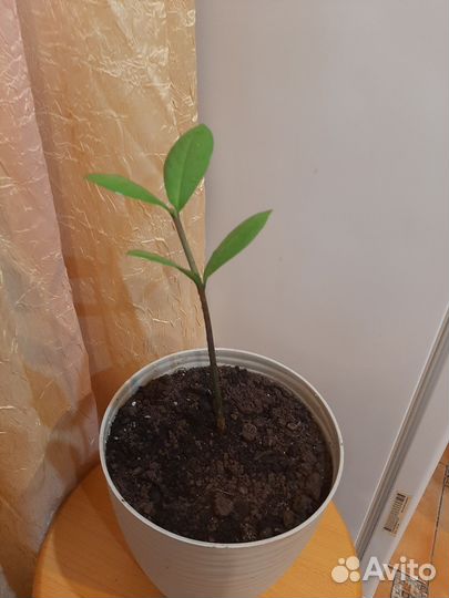 Замиокулькас