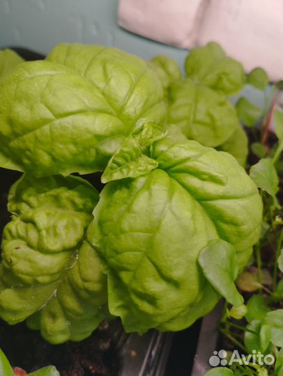 Рассада базилик