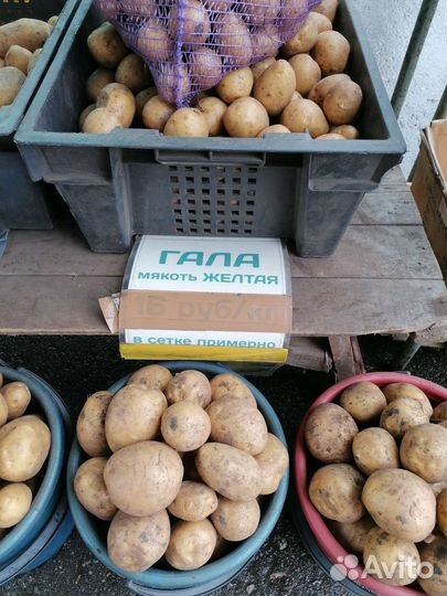 Картофель вкусный