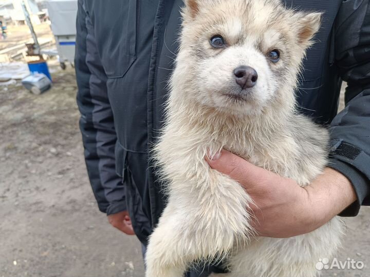 Щенки сибирской хаски
