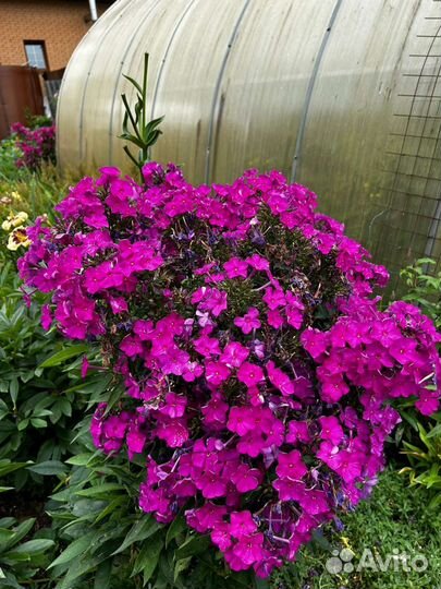 Флоксы многолетние, сортовые