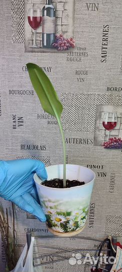 Эухарис, амазонская лилия