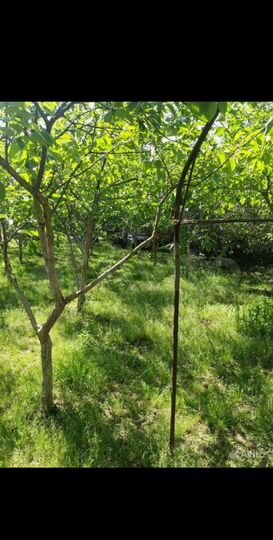 Участок 6,5 сот. (ИЖС)