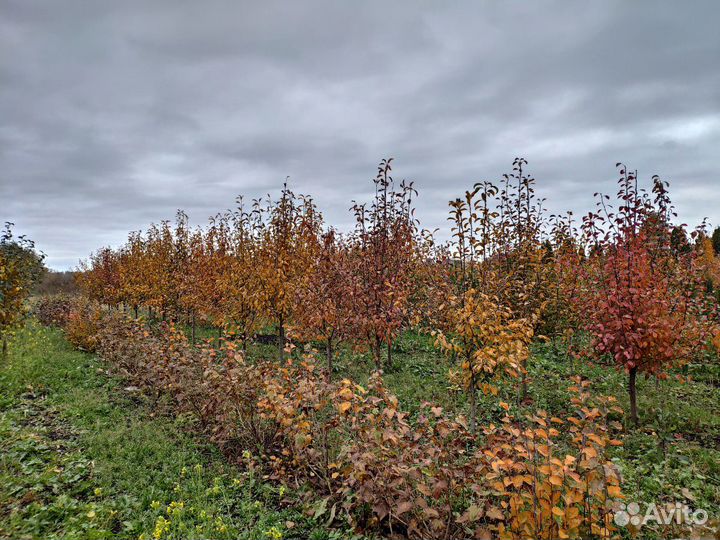 Груша Саженцы