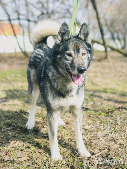 Классный пёс из приюта в поиске дома и семьи