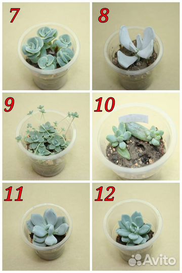 Суккуленты (обновлено 08 августа)