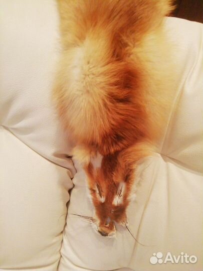 Шкурка лисья